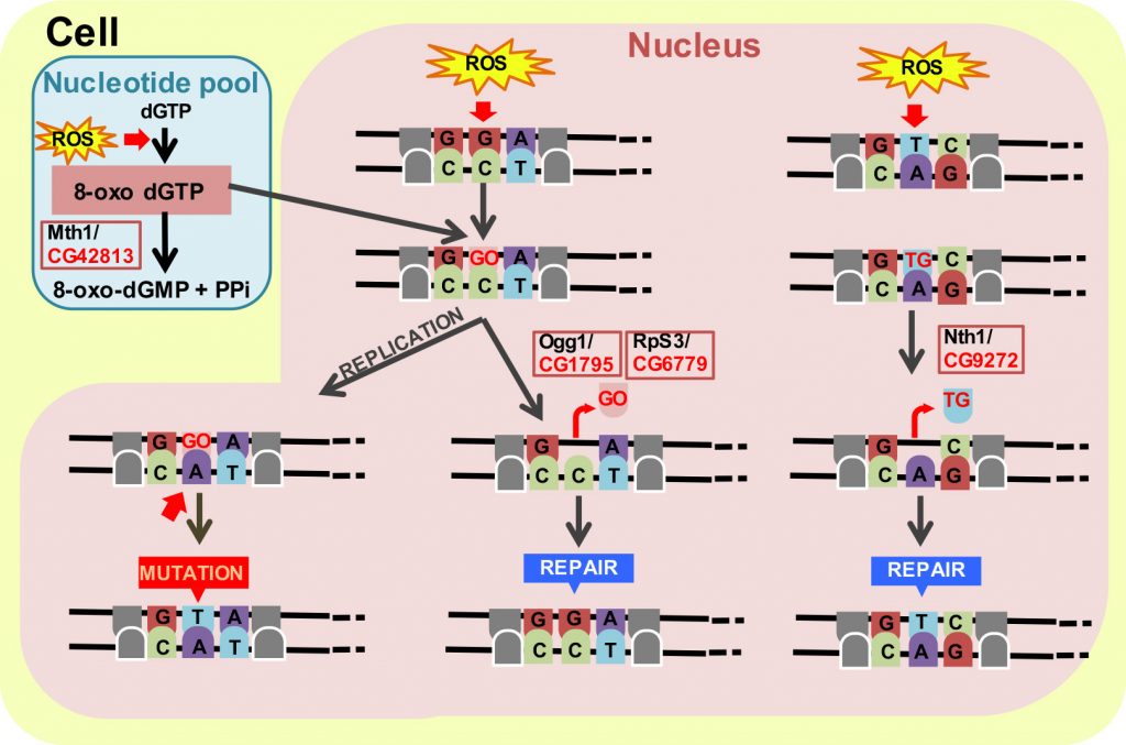 Graphical Abstract